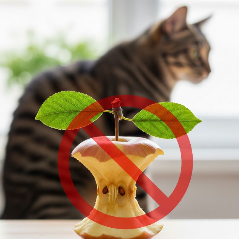 What Are the Risks and Downsides of Apples